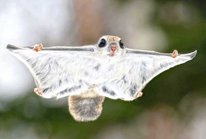 Uçýan-süýdemdiriji-letyagi-flying