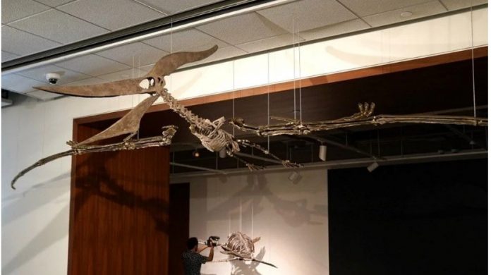auction anceint fossil