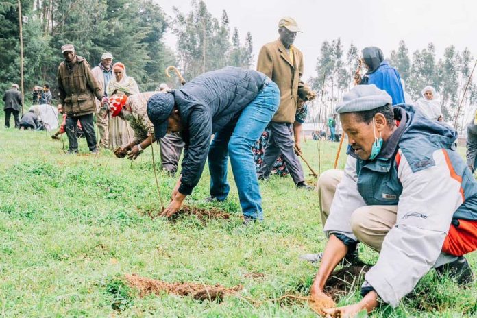ethipopina-president-tree-seedling-green-initiative