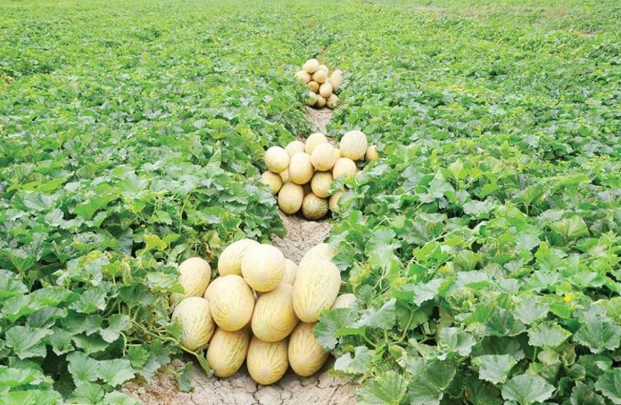 gawun turkmen melon