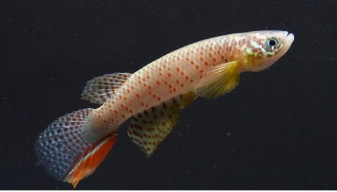 gury yerde dem alyan balyk fish can live out of water karada nefes alan balik