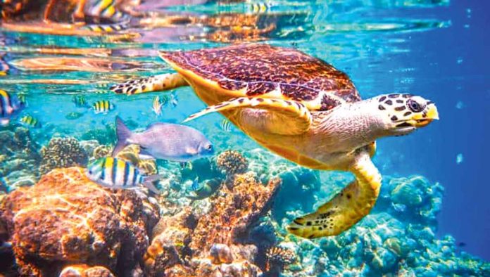 marine-life-undersea-water-turtle