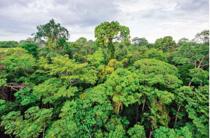 amazon-forest-tokay-orman