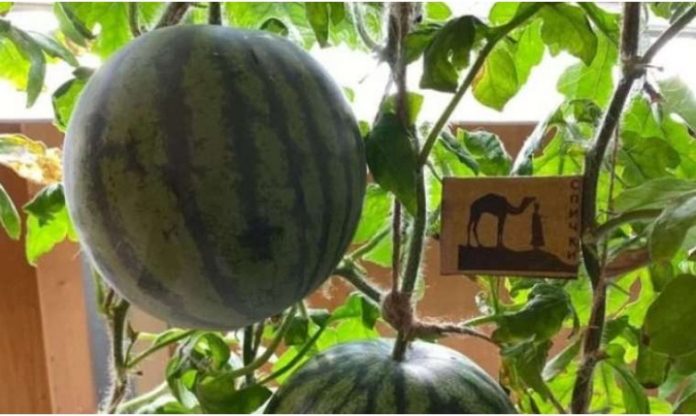 antarktika watermelon russian scientists garpyz arbuz