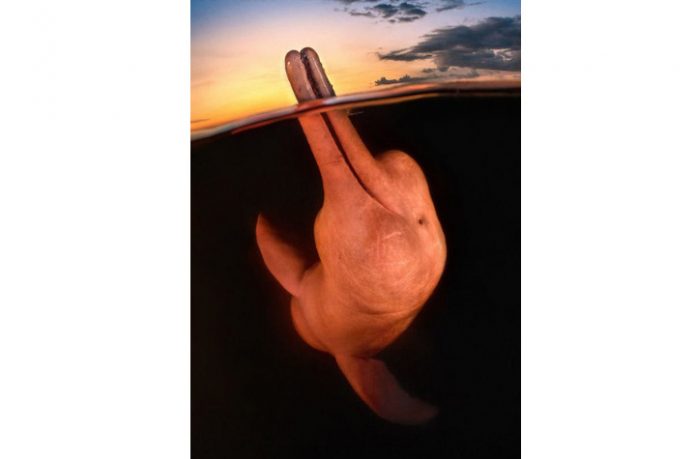 best-underwater-photo-2023