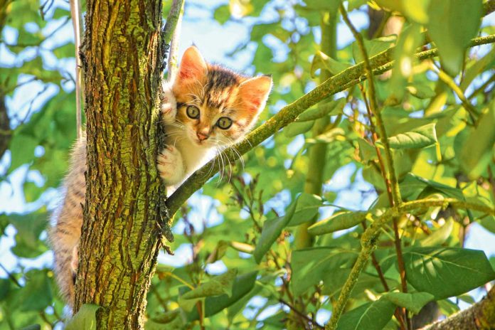 pishik-kedi-cat-mini