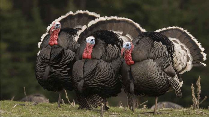 индюк-hindi-towugy-hindi-turkey