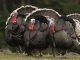 Ежегодный план производства «Maksada okgunly» – 560 тысяч индюшат
