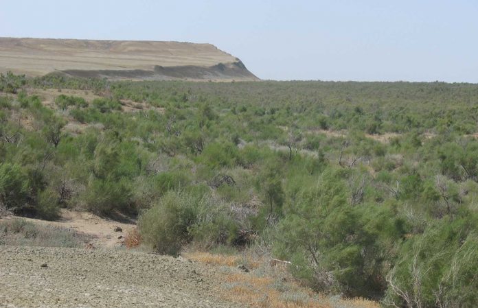 Barsakelmes-west-coast_L-turan-lowlands-desert-turkmenistan