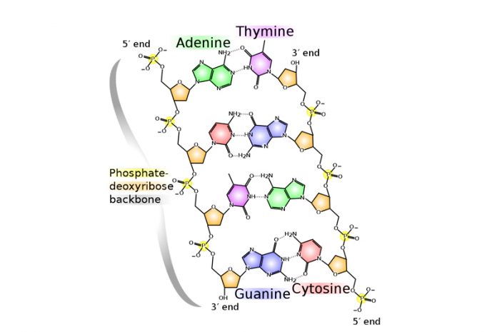 DNA_chemical_structure DNK