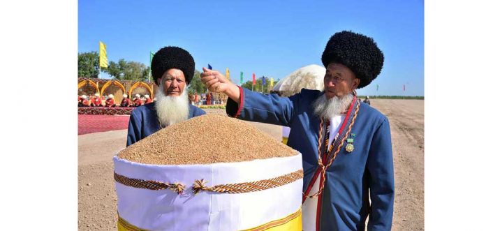 bugday-ekish-2023-wheat-turkmen-060923-010