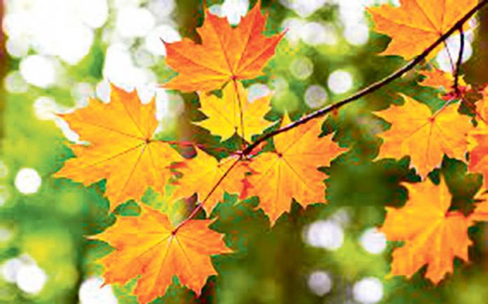 fall-guyz-season-autumn