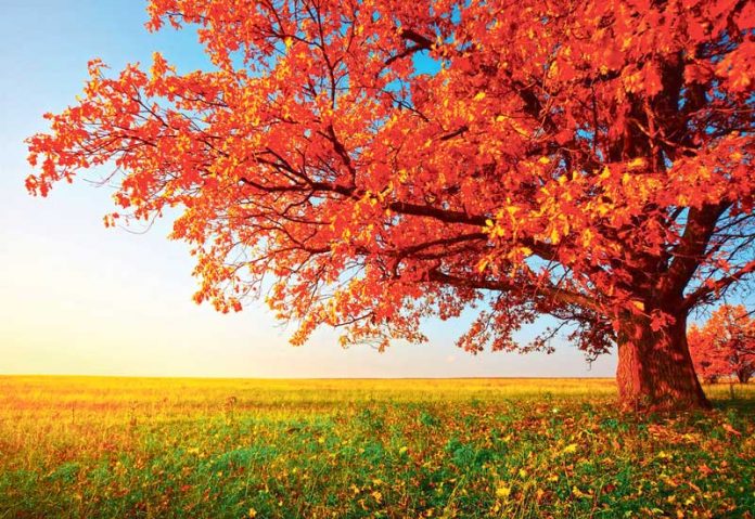 fall-leaf-leave-yaprak-guyz