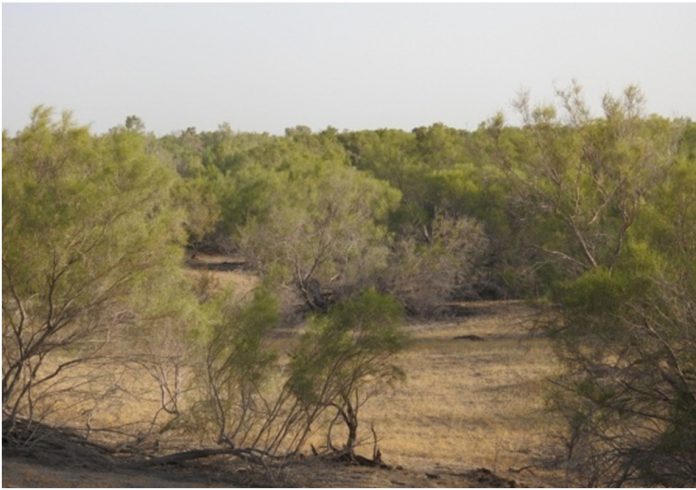 garagum-coli-sazak-tokayy-desert-turkmen
