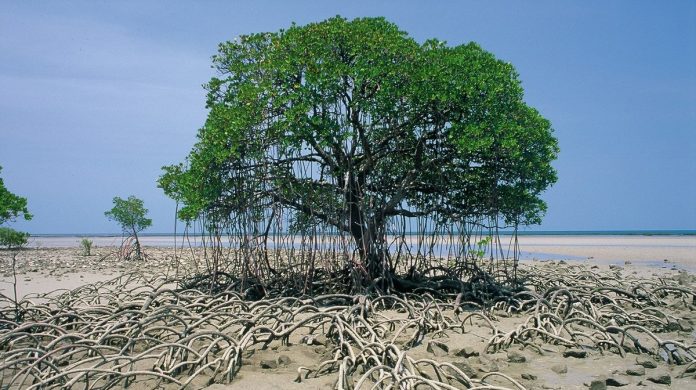 mangrove-forest-agac-tree-1-10