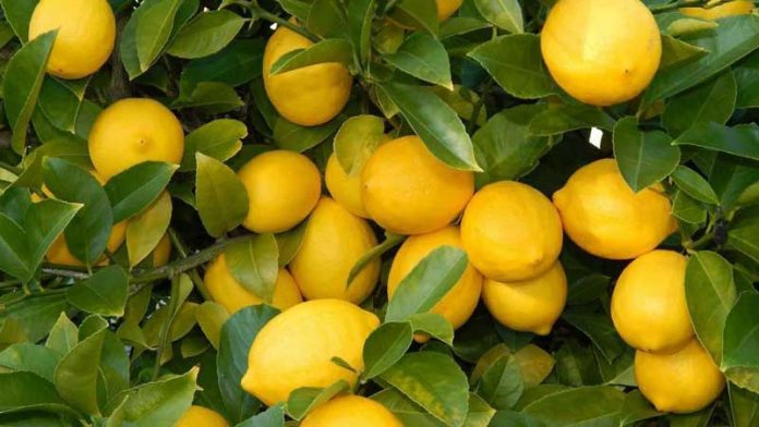 лимон-lemon-limon