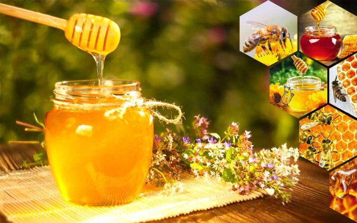 bal-honey-asal bee