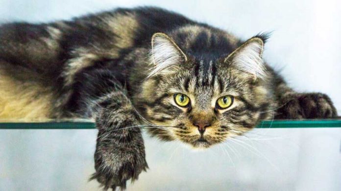 cat-pisik-pishik-kedi-dd