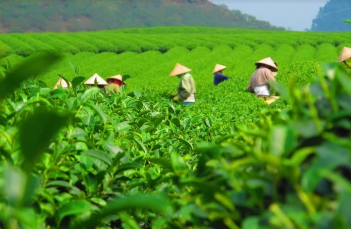 china tea