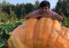 Полутонную тыкву продали частями в помощь