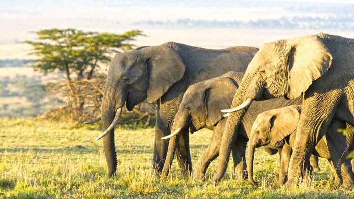 pil-elephant-fil