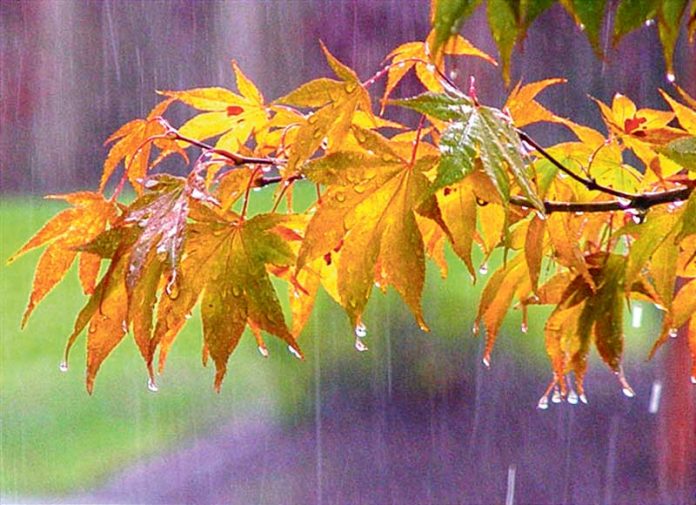 rain-yagysh-yagmur-fall-guyz