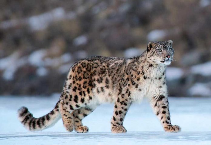 snowleopard-snow-leopord-gar-barsi-kar-leopari