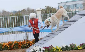 В Туркменистане выберут самого отважного алабая 2025 года