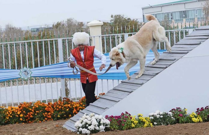 turkmen-alabayy-alabay-dog-MHB_0708