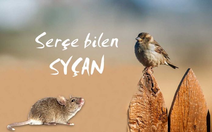 Serçe-bilen-syçan-erteki