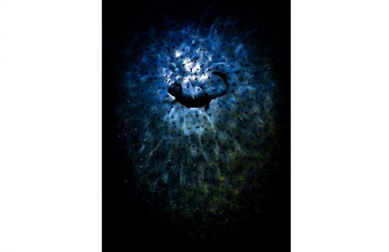 “The Nature Conservancy” bäsleşiginiň iň gowy suratlary mälim edildi