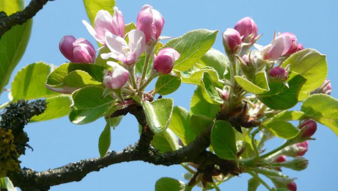 apple-blossom-pixabay-860