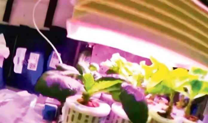 china-space-station-plant-shenzou-16
