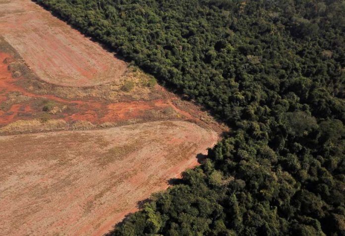 cutting-forests-tokay-orman