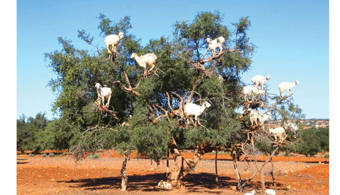 maroccan goat -marokka-geci-keci