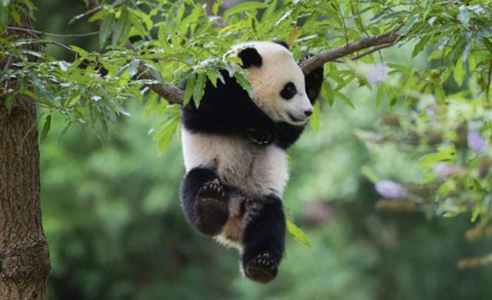 panda-bear