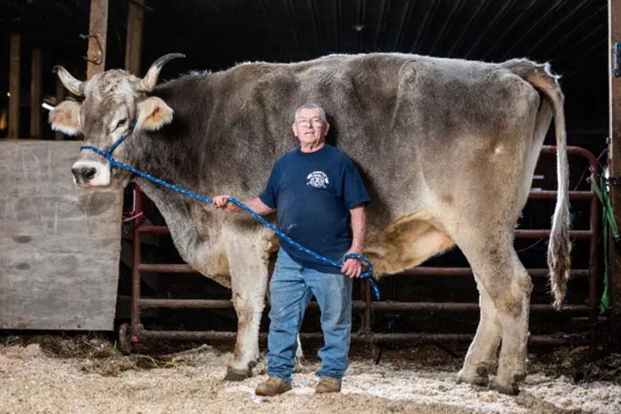 tommy-the-steer-and-Fred-Balawender_tcm25-758112-pic_32ratio_900x600-900x600-4637 (1)