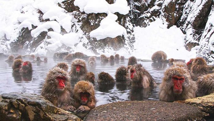 japan-monkey-bathing