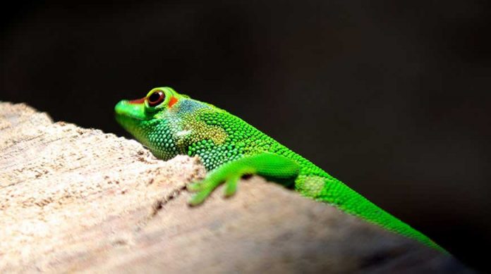 new-animal-species-taze-jandar-haywan-frog