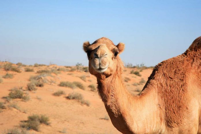 yok-deve-duye-camel-cemel-gemel