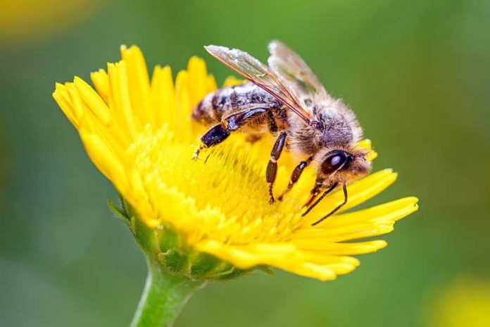 bal-ary-we-gul-honey-bee-and-flower-natural-partners