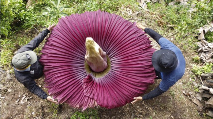 biggest largest blooming flower plant cicek gul indoneziya endonesia