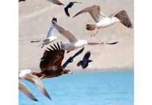 World Migratory Bird Day