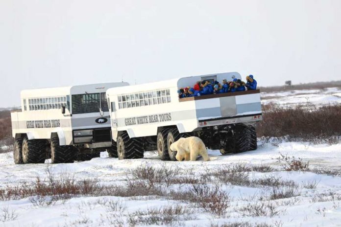 canada-churchill-polar-bear-tourism