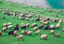 Животноводы Марыйского велаятского успешно завершили окотную кампанию