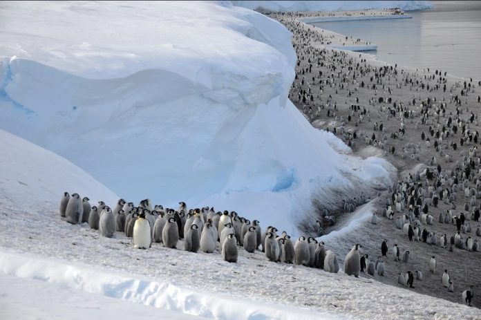 pingwin-penguen-south-pole-gunorta-polyus-ice