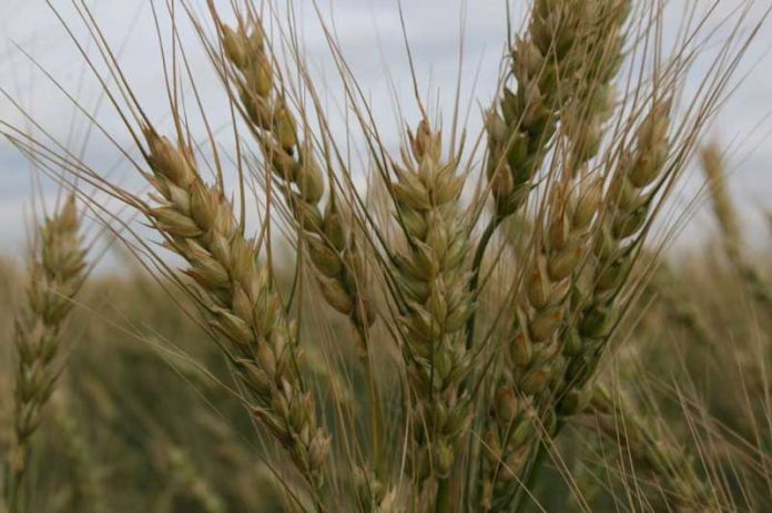bugday-wheat-hasyl-dane-микробиолог