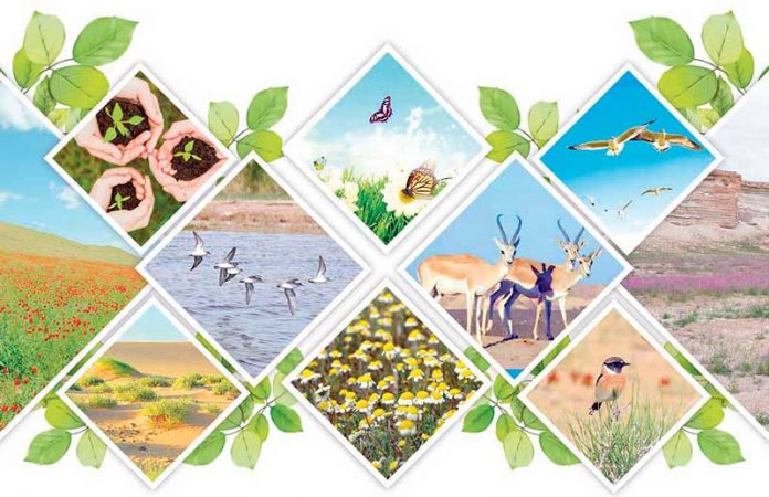 ekologiya-dashky-gurshaw-envirenment-of-turkmenistan-nature-tebigat