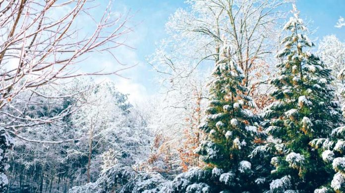 forest-orman-tokay-evergreen-tree