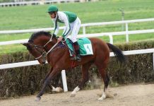 Türkmen bedewleriniň şan-şöhraty dünýä ýaň salýar